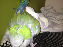 My lovely Chicken :)