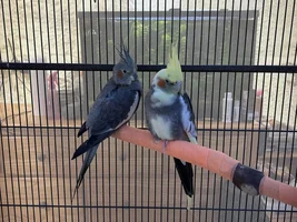 Show me your sleepy bird photos