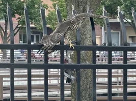 I’m curious about taking the bird outside