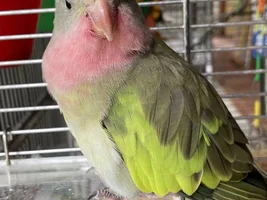 Hannah's little Parrots thread 🦜