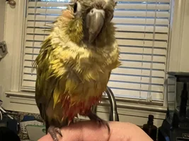 Wet bird or sleepy bird?