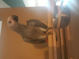 New baby grey