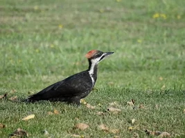 Christmas Bird Count