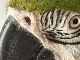 Macaw Hormones