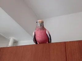 Zenek and other our parrots