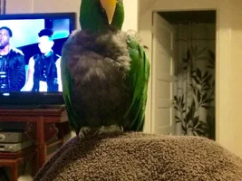 Parker hamming it up
