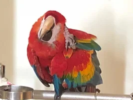 [Help!] Scarlet Macaw Peeling Beak~