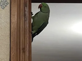 Is my parrot over grooming