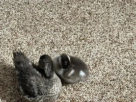 I lost three precious ducks