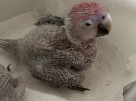 Macaw price?