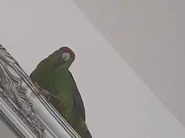 Will kakariki male feed another male
