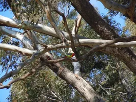 Wild Australian parrot photos
