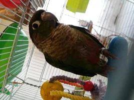 Worried about baby conures fearhers