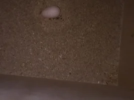 Question about breeding parakeet