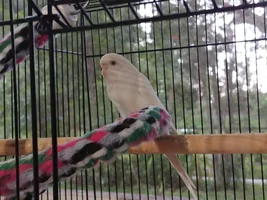 Eggbertha Needs an Aviary Home...