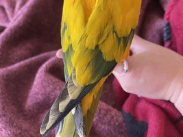 Odd coloration?!?!?