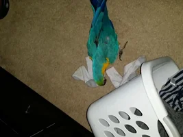 Sock Monster!