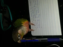 Why aren't parrots "domesticated"