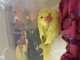 needing advice for a 6 week old ringneck
