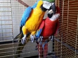 Will did he macaws * any combination of