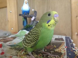 Pictures of the pets