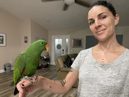 tacocaT the SI Eclectus