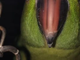 Rose-ringed parakeet black beak