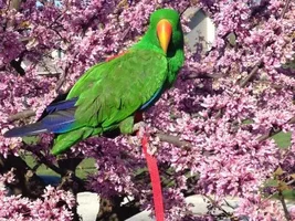 Can a routine beak trim be fatal