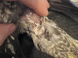 Cockatiel pin feathers for 6 months!
