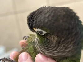 Green Cheek Conure suddenly has orange spot around eye