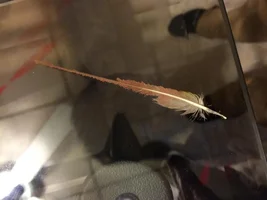 I need serious help - Conure with her tail