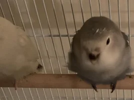 Is my lovebird okay?