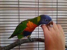What is your favorite thing that your Parrot does?