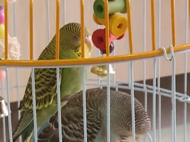 The thread of my female budgies photos