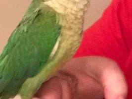 Advice wanted! Green-Cheek, with sordid past, bites!
