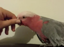 Galah Preparations!