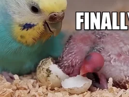 The Last Egg Hatches! Budgie Baby Arrives Late 💛