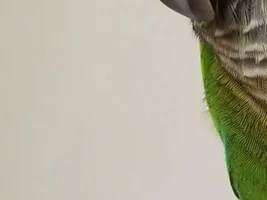 Beak rubbing
