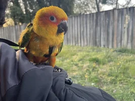 Lost my sun conure in George’s County Maryland