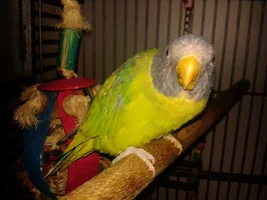New feathers!
