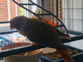 Tail feathers