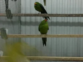 Is this Kakariki Male or Female????