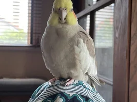 Found: One pretty little cockatiel in Brisbane, Australia :)