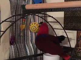 Made Venus A Play Mat