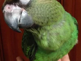 My Jardine's Parrot