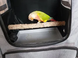 Albie update