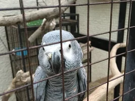 Nostril growth African Grey