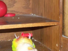 My Crazy pineapple conure