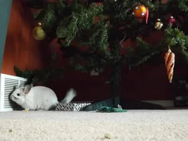 Talk abut your other pets!