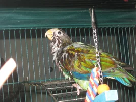 Wet chickens!!